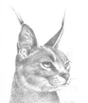 Caracal